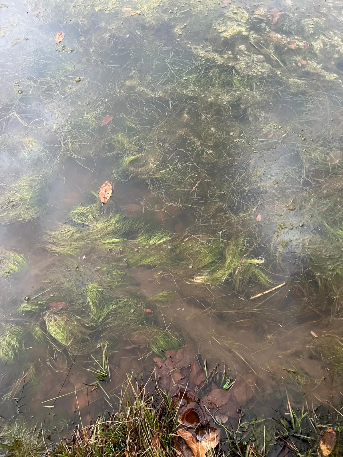 moss lake
