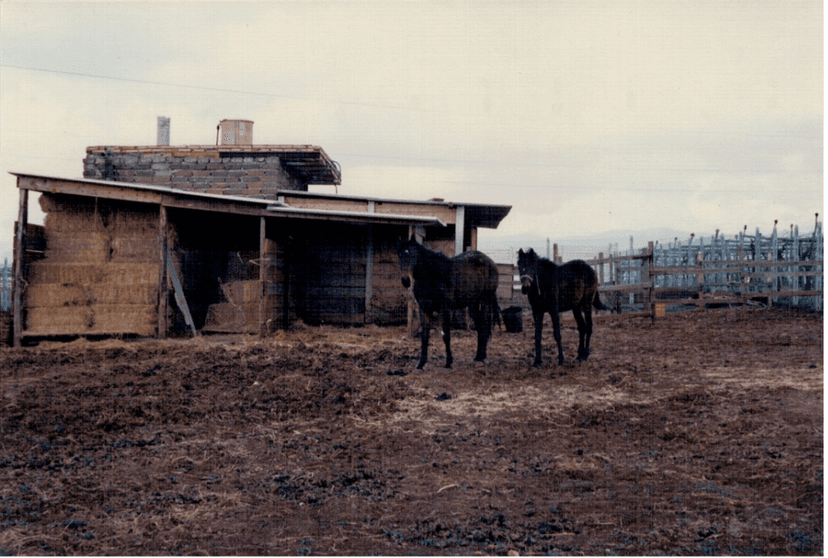 old picture of horses