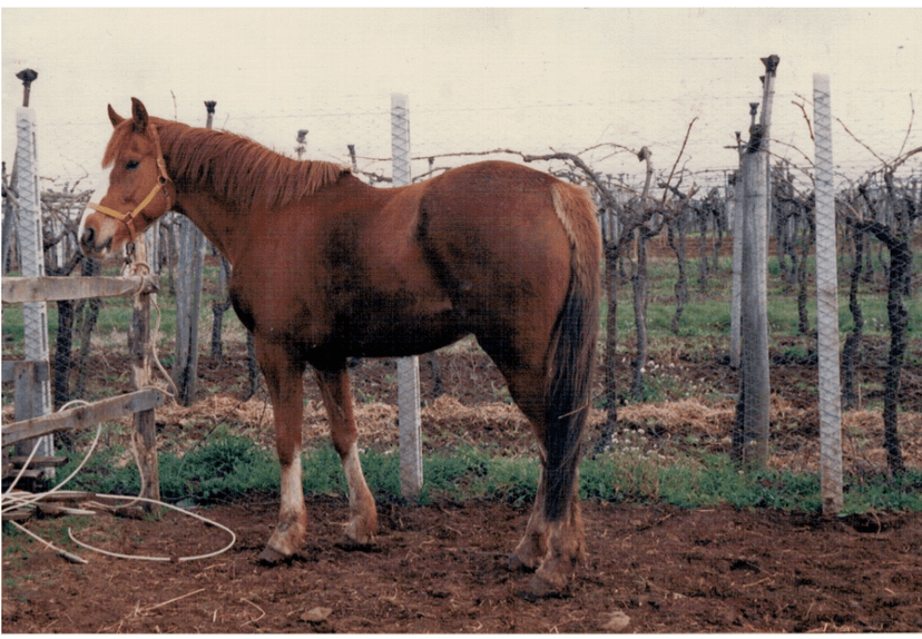 old picture of an horse