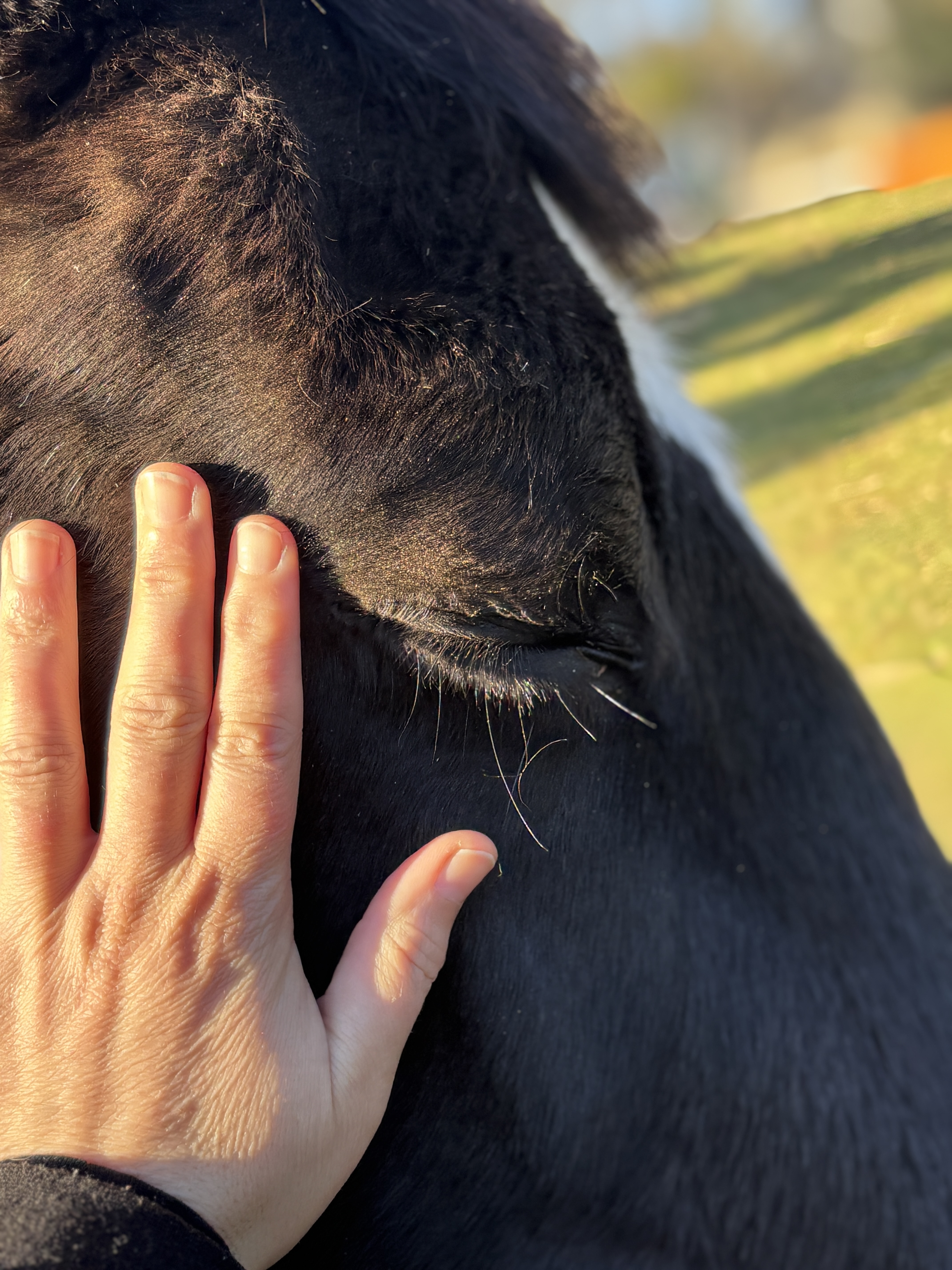 lady speaking to horses