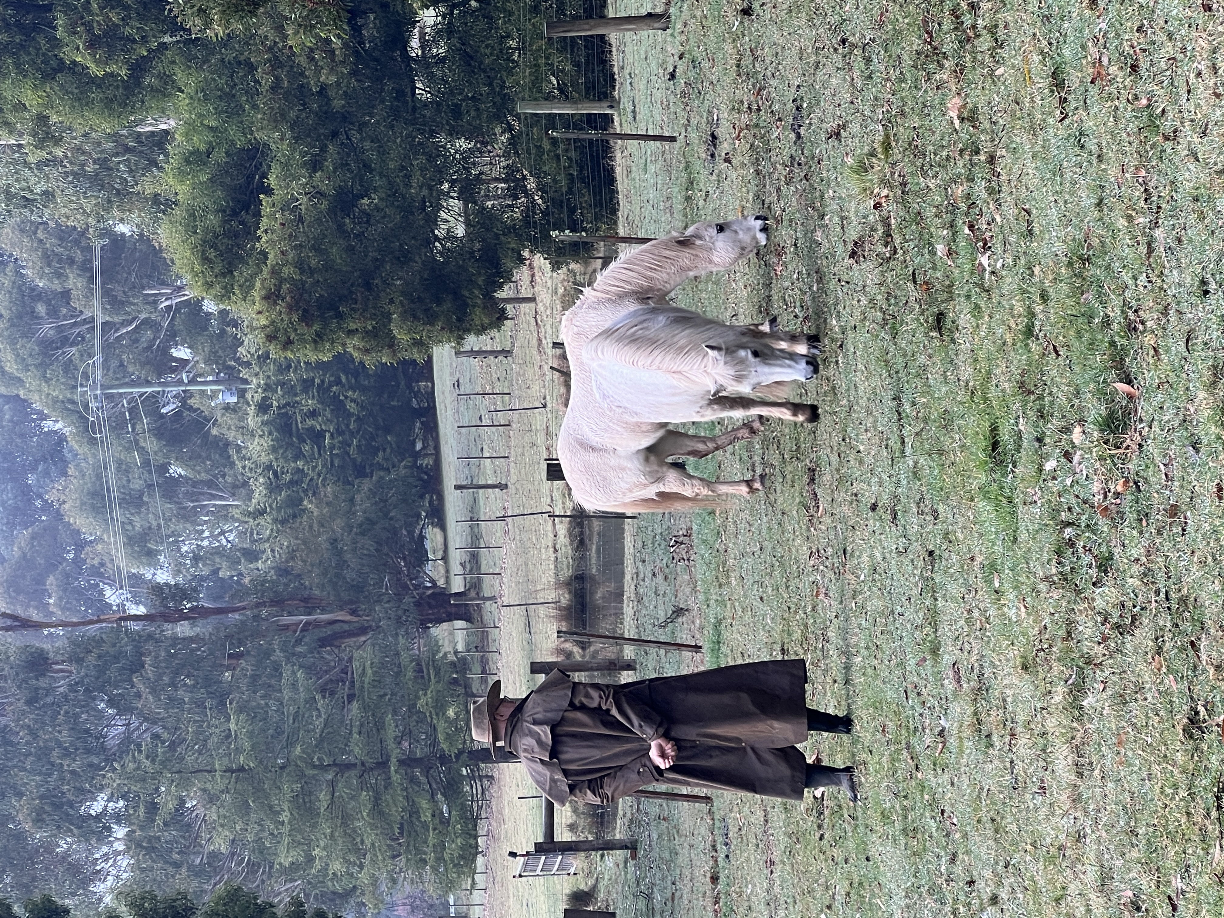 man watching horses eating grass