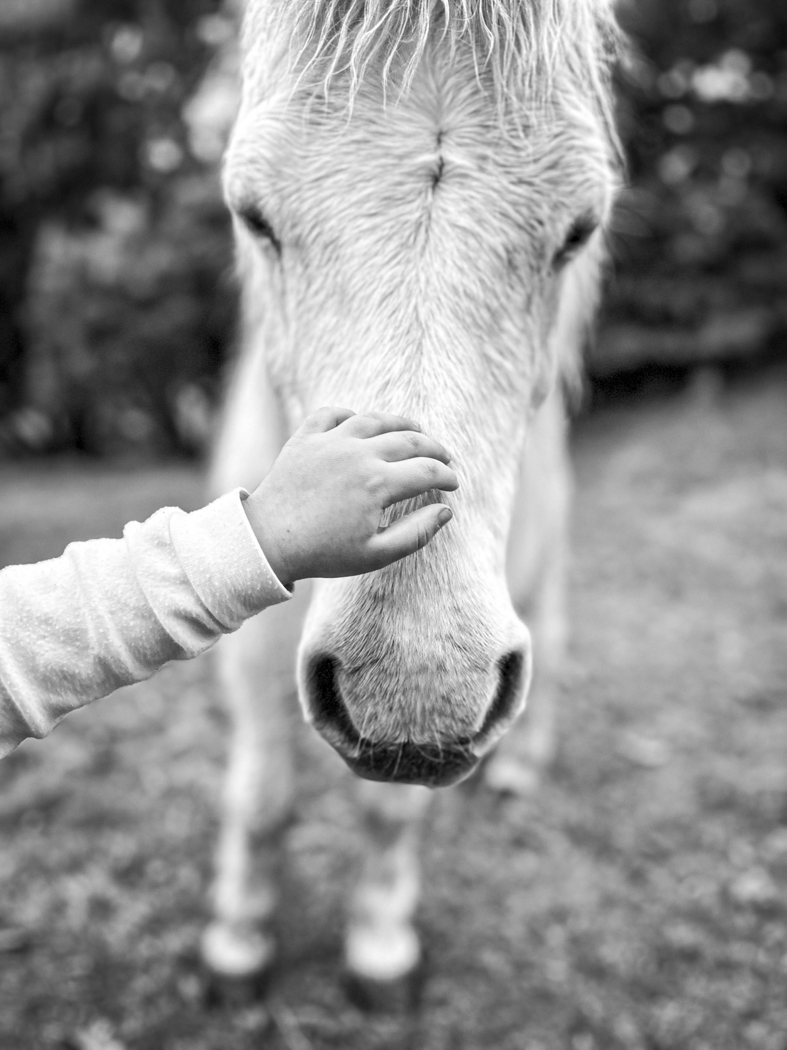 little hand patting horse