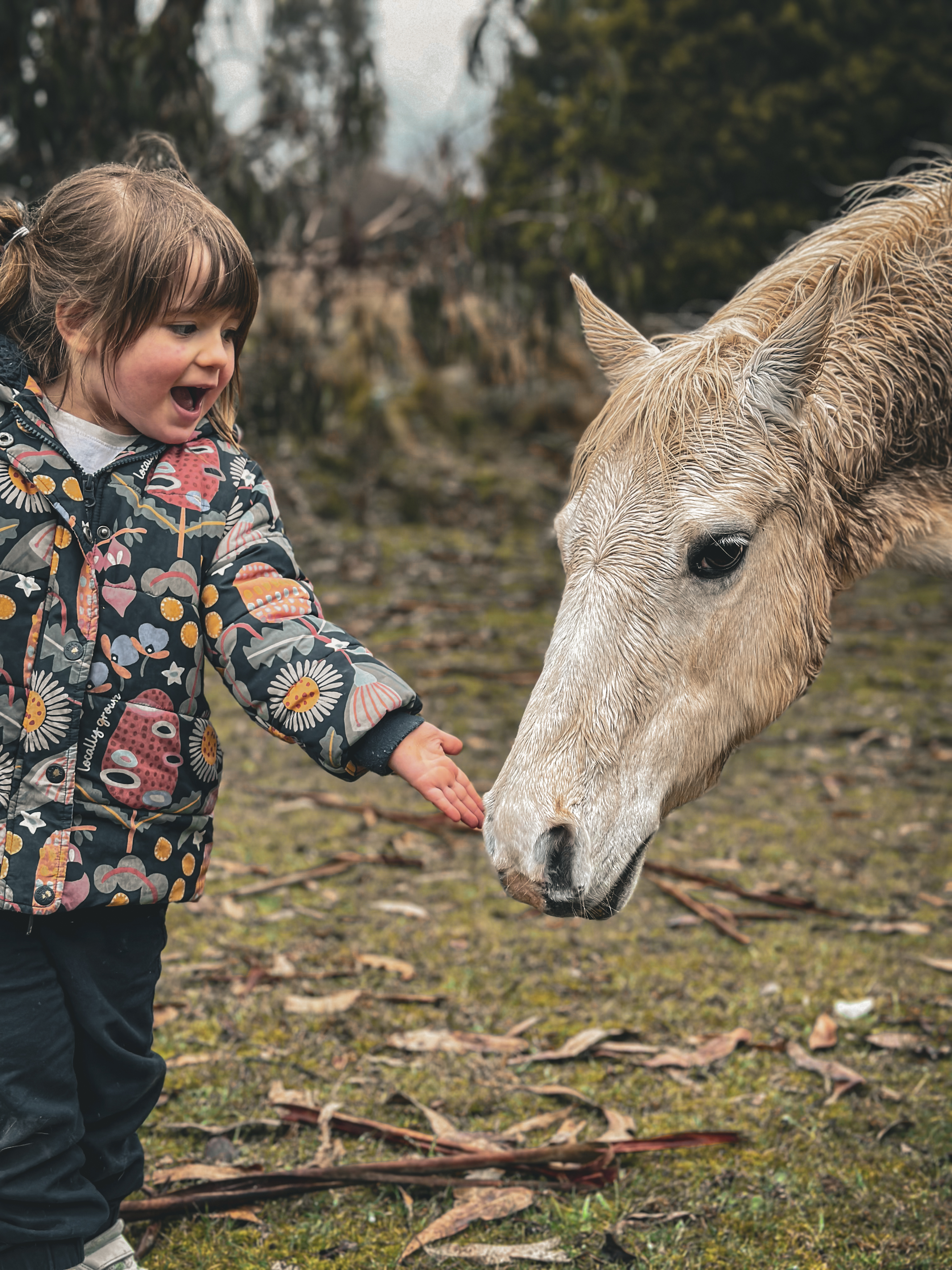 little girl feeding an horse